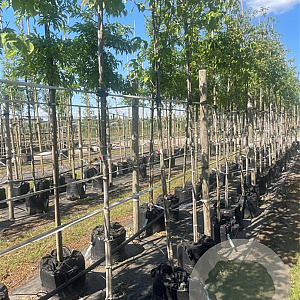 Cornus kousa 6-8 HO container