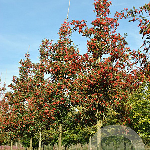 Crataegus lavalleei 'Carrierei' 10-12 HO draadkluit