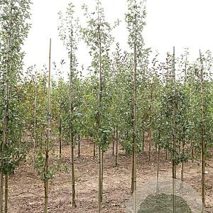 Crataegus monogyna 'Stricta' 6-8 HO draadkluit