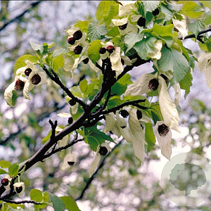 Davidia involucrata 10-12 HO draadkluit