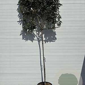 Elaeagnus ebb. 'Compacta' 6-8 HO container lei 120x120