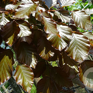 Fagus syl. 'Atropunicea' 12-14 HO container