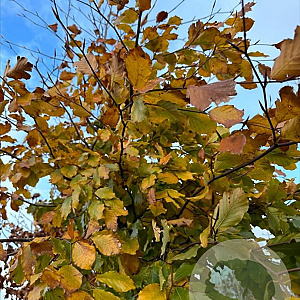 Fagus sylvatica 10-12 HO container