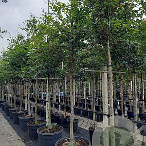 Fagus sylvatica 14-16 HO container