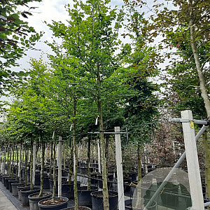 Fagus sylvatica 18-20 HO container