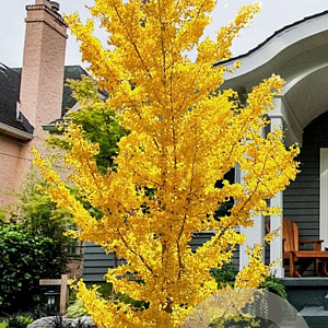 Ginkgo bil. 'Princeton Sentry' 8-10 HO draadkluit