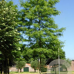 Gleditsia triacanthos 'Shademaster' 12-14 HO draadkluit