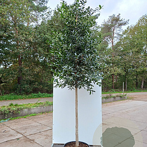 Ilex 'Nellie R. Stevens' 10-12 HO container