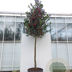 Ilex 'Nellie R. Stevens' 14-16 HO container