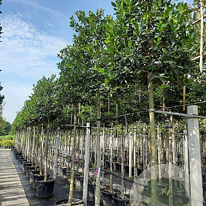 Ilex 'Nellie R. Stevens' 14-16 HO container