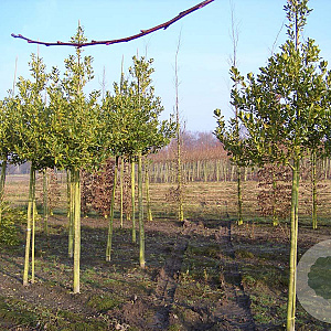 Ilex 'Nellie R. Stevens' 16-18 HO draadkluit