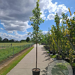 Liquidambar s. 'Silver King' 12-14 HO container