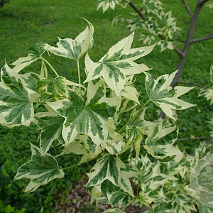 Liquidambar s. 'Silver King' 14-16 HO draadkluit