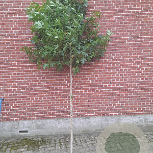 Liquidambar styraciflua 10-12 HO draadkluit