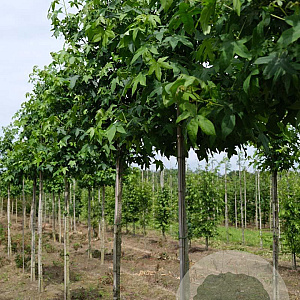 Liquidambar styraciflua 8-10 HO draadkluit