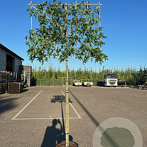 Liquidambar s. 'Worplesdon' 8-10 HO container 200 cm stam 150x120 scherm