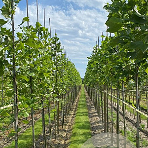 Liriodendron tulipifera 8-10 HO draadkluit