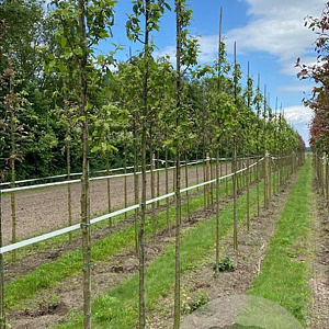 Malus baccata 'Street Parade' 6-8 HO draadkluit