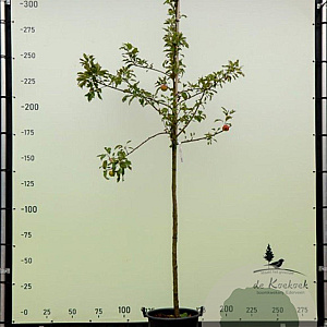 Malus d. 'Elstar' 8-10 HO container