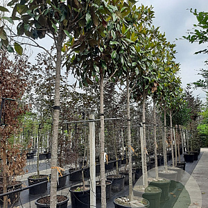 Magnolia grand. 'Galissonnière' 16-18 HO container