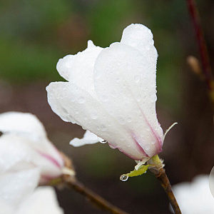 Magnolia kobus 'Fastigiata' 16-18 HO draadkluit