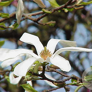 Magnolia kobus 14-16 HO container