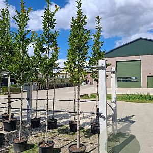 Magnolia loebneri 'Merrill' 14-16 HO container