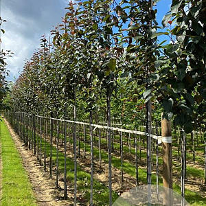 Malus 'Mokum' 10-12 HO draadkluit