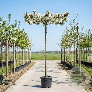 Malus 'Red Sentinel' 12-14 HO container 240 cm stam dakvorm 120