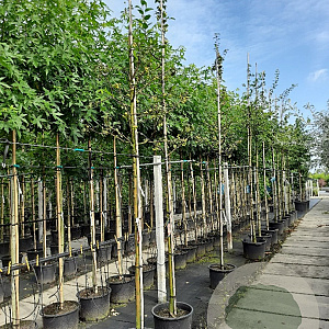 Malus 'Red Sentinel' 12-14 HO container