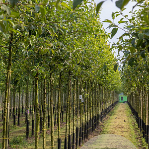 Malus 'Red Sentinel' 6-8 HO draadkluit