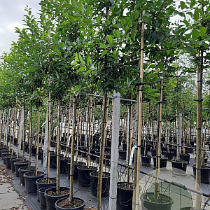 Malus 'Red Sentinel' 8-10 HO container