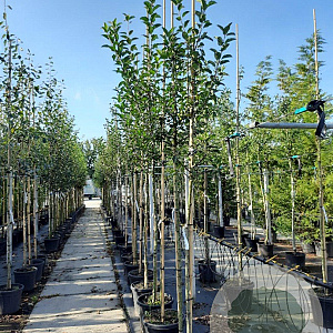 Malus 'Red Sentinel' 8-10 HO container