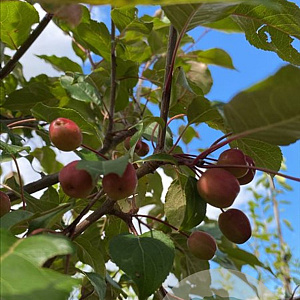 Malus 'Red Sentinel' 8-10 HO draadkluit