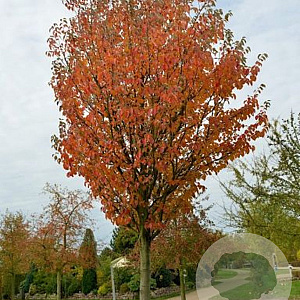 Malus tschonoskii 6-8 HO draadkluit