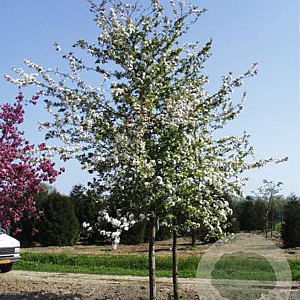 Malus 'Winter Gold' 16-18 HO draadkluit