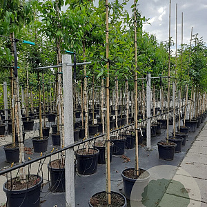 Nyssa sylvatica 6-8 HO container