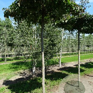 Parrotia persica 10-12 HO container 240 cm stam dakvorm 120