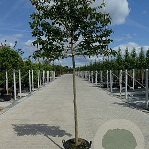 Parrotia persica 10-12 HO container 200 cm stam 150x120 scherm