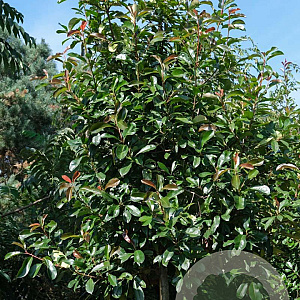 Photinia fraseri 'Red Robin' 14-16 HO draadkluit