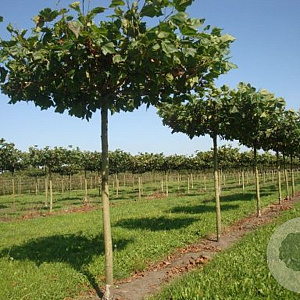 Platanus hispanica 12-14 HO container 240 cm stam Knotvorm