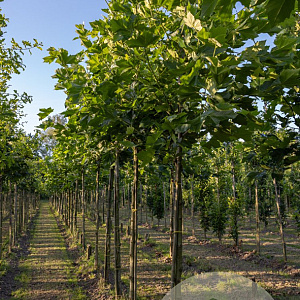 Platanus hispanica 12-14 HO draadkluit