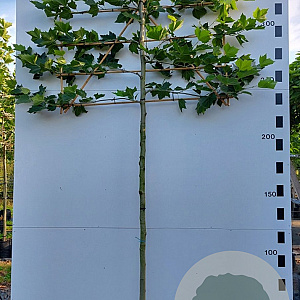 Platanus hispanica 16-18 HO container 200 cm stam 4 etages
