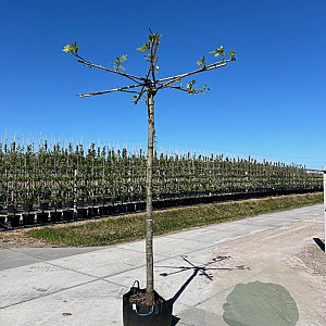 Platanus hispanica 18-20 HO container 240 cm stam Knotvorm