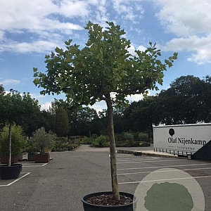 Platanus hispanica 25-30 HO container 300 cm stam dak 6 armen