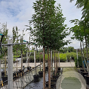 Prunus a. 'Plena' 12-14 HO container