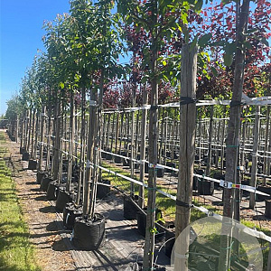 Prunus avium 14-16 HO container