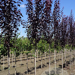 Prunus cer. 'Nigra' 6-8 HO draadkluit