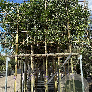 Prunus l. 'Angustifolia' 10-12 HO container 200 cm stam 150x120 scherm