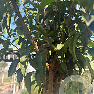 Prunus l. 'Angustifolia' 10-12 HO container